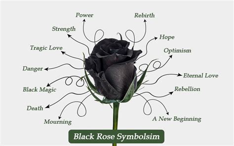 Black magic roses floral display